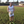 Short rugby Signature blanc coupe pro confort optimal